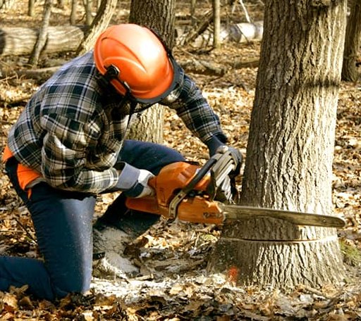 Tree Removal in Lorraine, KS
